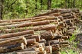 Freshly cut tree logs are stacked in the forest during sunset. Pine logs before loading and transportation. Illegal logging