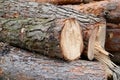 Freshly cut tree pine logs outdoors close Royalty Free Stock Photo