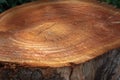 Freshly cut tree stump Royalty Free Stock Photo