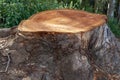 Freshly cut tree stump Royalty Free Stock Photo