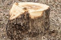 Freshly cut tree stump Royalty Free Stock Photo