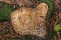 Freshly cut tree stump of spruce tree Royalty Free Stock Photo