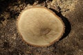 Freshly Cut Tree Stump in the Woods Royalty Free Stock Photo