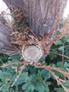 A freshly cut tree stump surrounding by green leaves Royalty Free Stock Photo