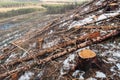 Freshly cut tree stumps in a forest on a hill. Royalty Free Stock Photo