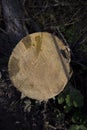 Freshly cut tree trunk with age rings in horizontal in the middle of the forest Royalty Free Stock Photo