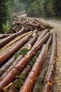 Freshly cut tree trunks near a forest road Royalty Free Stock Photo