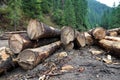 Freshly cut tree trunks near a forest road Royalty Free Stock Photo