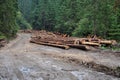 Freshly cut tree trunks near a forest road Royalty Free Stock Photo