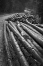 Freshly cut tree trunks near a forest road Royalty Free Stock Photo