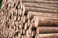 Freshly cut tree wooden logs in the forest waiting for transportation and processing. Timber logging. Close up of the trunks of Royalty Free Stock Photo