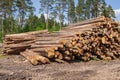 Freshly cut tree wooden logs piled up on the ground. Deforestation forest for Industrial production. Felled tree trunks and Royalty Free Stock Photo