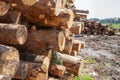 Freshly cut tree wooden logs piled up on the ground. Deforestation forest for Industrial production. Felled tree trunks and Royalty Free Stock Photo