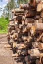 Freshly cut tree wooden logs piled up on the ground. Deforestation forest for Industrial production. Felled tree trunks and Royalty Free Stock Photo