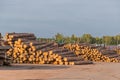Freshly cut tree wooden logs piled up. Wood storage for industry. Felled tree trunks. Firewood cut tree trunk logs Royalty Free Stock Photo
