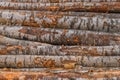 Freshly cut tree wooden logs piled up. Wood storage for industry. Felled tree trunks. Firewood cut tree trunk logs Royalty Free Stock Photo