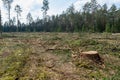 Freshly cut trees in a forest area. Deforestation, industrial logging. Environmental damage