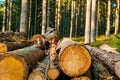 Freshly cut trees in the forest. Rows of piled of logs Royalty Free Stock Photo