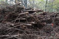 Freshly cut trees in the forest, on the side of a forest road Royalty Free Stock Photo