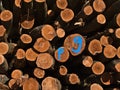 Freshly cut trees with visible tree rings on the trunks and blue colored marking in forest near Hagnau am Bodensee, Germany. Royalty Free Stock Photo