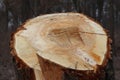 Freshly cut willow tree with annual rings. Close-up of round logs on blurred nature background. The texture of a fresh sawn wood Royalty Free Stock Photo