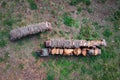 Freshly cut wood on the edge of a forest, pine trunk. Flat aerial view
