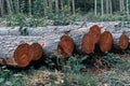 Freshly cut wood pile in the forest at sunset