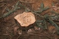 A freshly cut wood stomp with pine and fir needles scattered on the dry soil floor Royalty Free Stock Photo