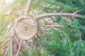 Freshly cut young christmas tree with colorful rings and core exposed. Royalty Free Stock Photo