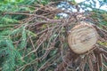 Freshly cut young christmas tree with colorful rings and core exposed. Royalty Free Stock Photo