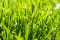 Freshly cuted green grass