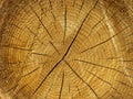 Freshly cutted cracked pine wood log crosscut view Royalty Free Stock Photo