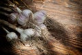 Freshly dried garlic