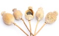 Freshly Dried Long Stem Poppy Pods Dried papaver poppy heads with pile of poppy seeds isolated on white
