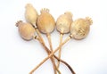 Freshly Dried Long Stem Poppy Pods Dried papaver poppy heads with pile of poppy seeds isolated on white Royalty Free Stock Photo