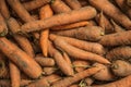 Freshly dug carrots