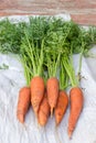 Freshly dug carrots with haulm on the synthetic burlap closeup