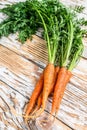 Freshly dug fresh carrots. White background. Top view Royalty Free Stock Photo