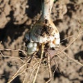 Freshly dug gladiolus corm with roots