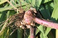 Freshly dug gladiolus corm with roots Royalty Free Stock Photo