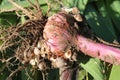 Freshly dug gladiolus corm with roots