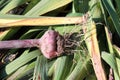 Freshly dug gladiolus corm with roots