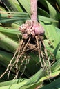 Freshly dug gladiolus corm with roots