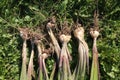 Freshly dug Gladiolus murielae or Acidanthera corms with roots