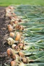 Harvest of onion Royalty Free Stock Photo