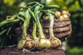 Freshly dug onion bulbs on the ground. Vegetable garden agriculture. woman holding onion stored in basket. Royalty Free Stock Photo