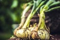 Freshly dug onion bulbs on the ground. Vegetable garden agriculture. woman holding onion stored in basket. Royalty Free Stock Photo