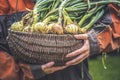 Freshly dug onion bulbs on the ground. Vegetable garden agriculture. woman holding onion stored in basket. Royalty Free Stock Photo