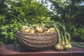 Freshly dug onion bulbs on the ground. Vegetable garden agriculture. woman holding onion stored in basket. Royalty Free Stock Photo