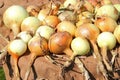 Freshly dug onions drying.